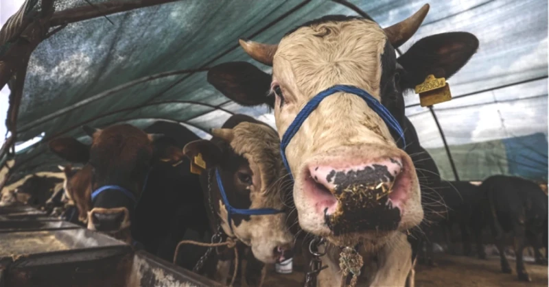 Kurban Bayramı 2026: Tatil Tarihleri ve Süresi Açıklandı!